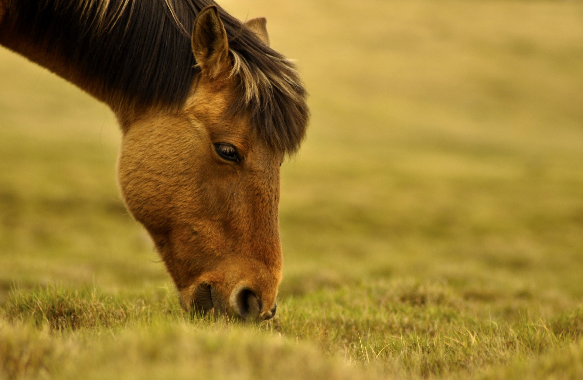 Mongolsko_horse-5167802_1920